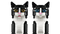 LEGO 21349 Ideas Tuxedo Cat