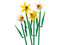 LEGO 40747 Creator Expert Daffodils