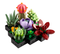 LEGO® 10309 Creator Expert Succulents - My Hobbies