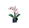 LEGO® 10309 Creator Expert Succulents & 10311 Orchid Bundle (set of 2) - My Hobbies